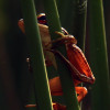 Panofrog profile image