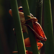 Panofrog profile image