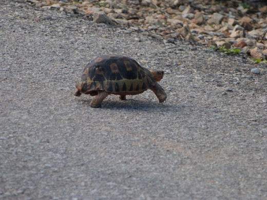 Geometric Tortoise-one of the rarest in the area.