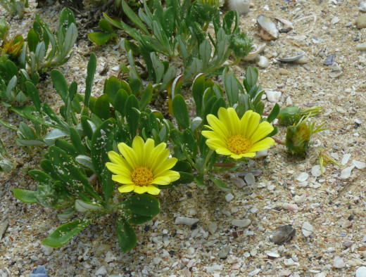 Typical flowers of coastal region