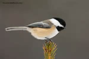Black Capped Chickadee