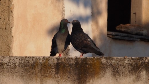 Love Birds