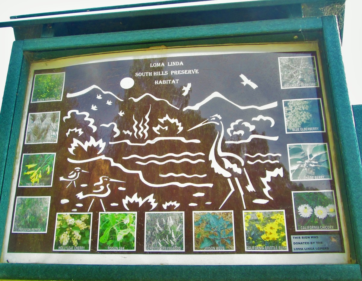 A sign at the base of the walking trail shows the type of vegetation growing here.