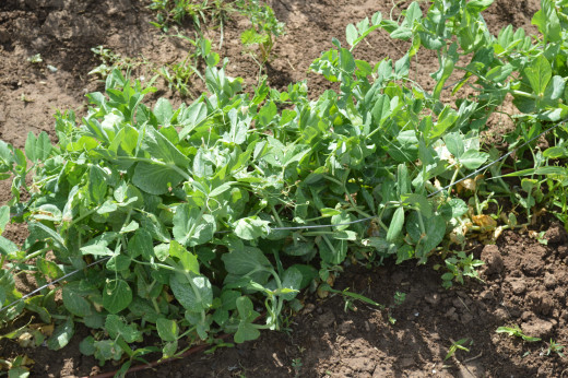 Sweet Peas