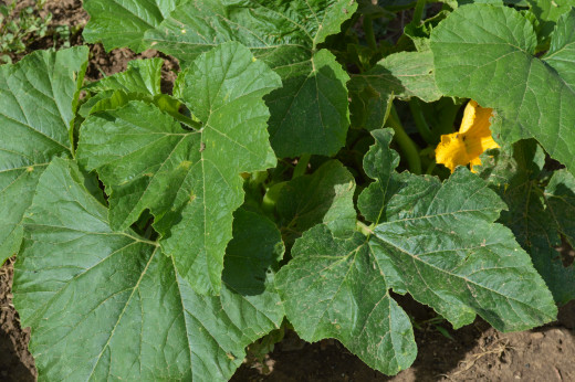 Squash plant - producing cute little squash!!!