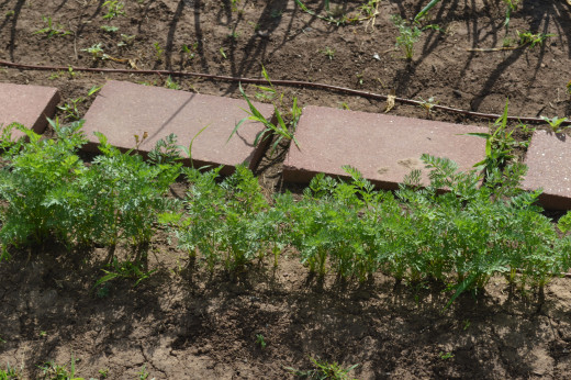Carrots!!! Again - need to be thinned out
