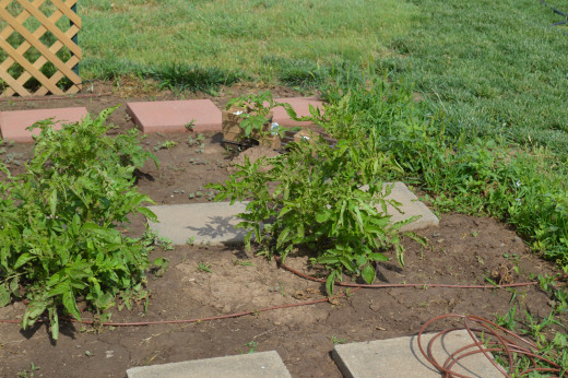 Potatoes - gotta find something to help keep the grasshopppers off them