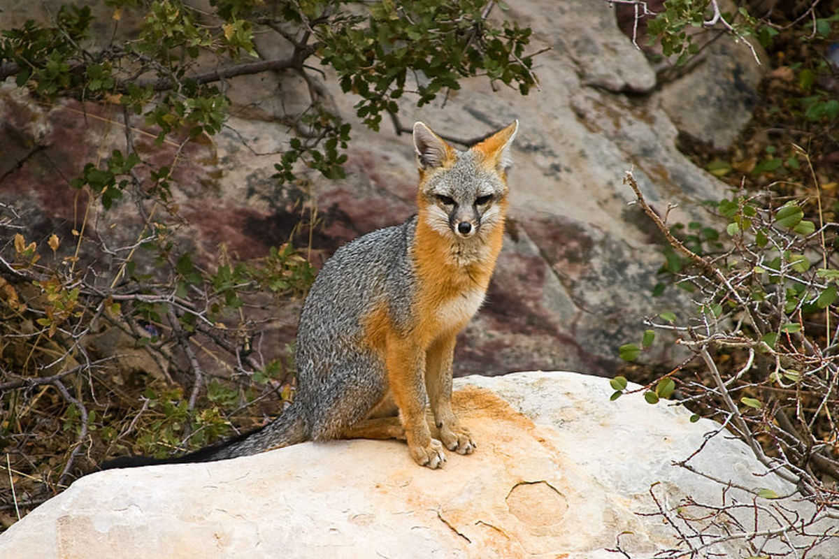 A grey fox in Red Rock Canyon.