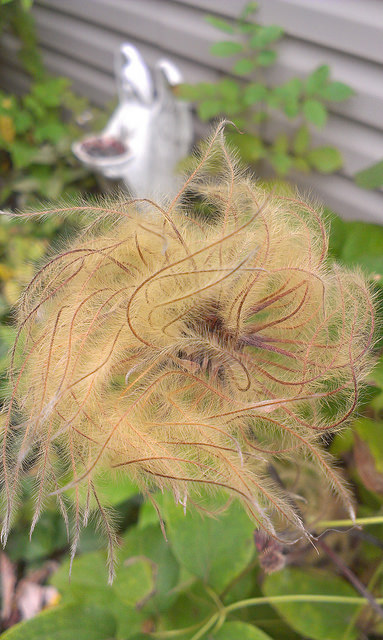 Clematis gone to seed in the Fall.  Quite visually interesting!