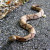 The markings on a copperhead are very distinct and shaped like hourglasses. The markings on a copperhead are very distinct and shaped like hourglasses.