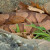 A copperhead snake has a wedge-shaped head. A copperhead snake has a wedge-shaped head.