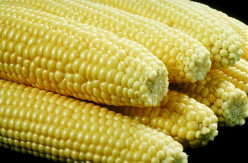Best Fertilizer for Corn