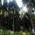 Forest in Darjeeling Forest in Darjeeling