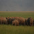 Wild elephant herd in Jim Corbett National Park Wild elephant herd in Jim Corbett National Park