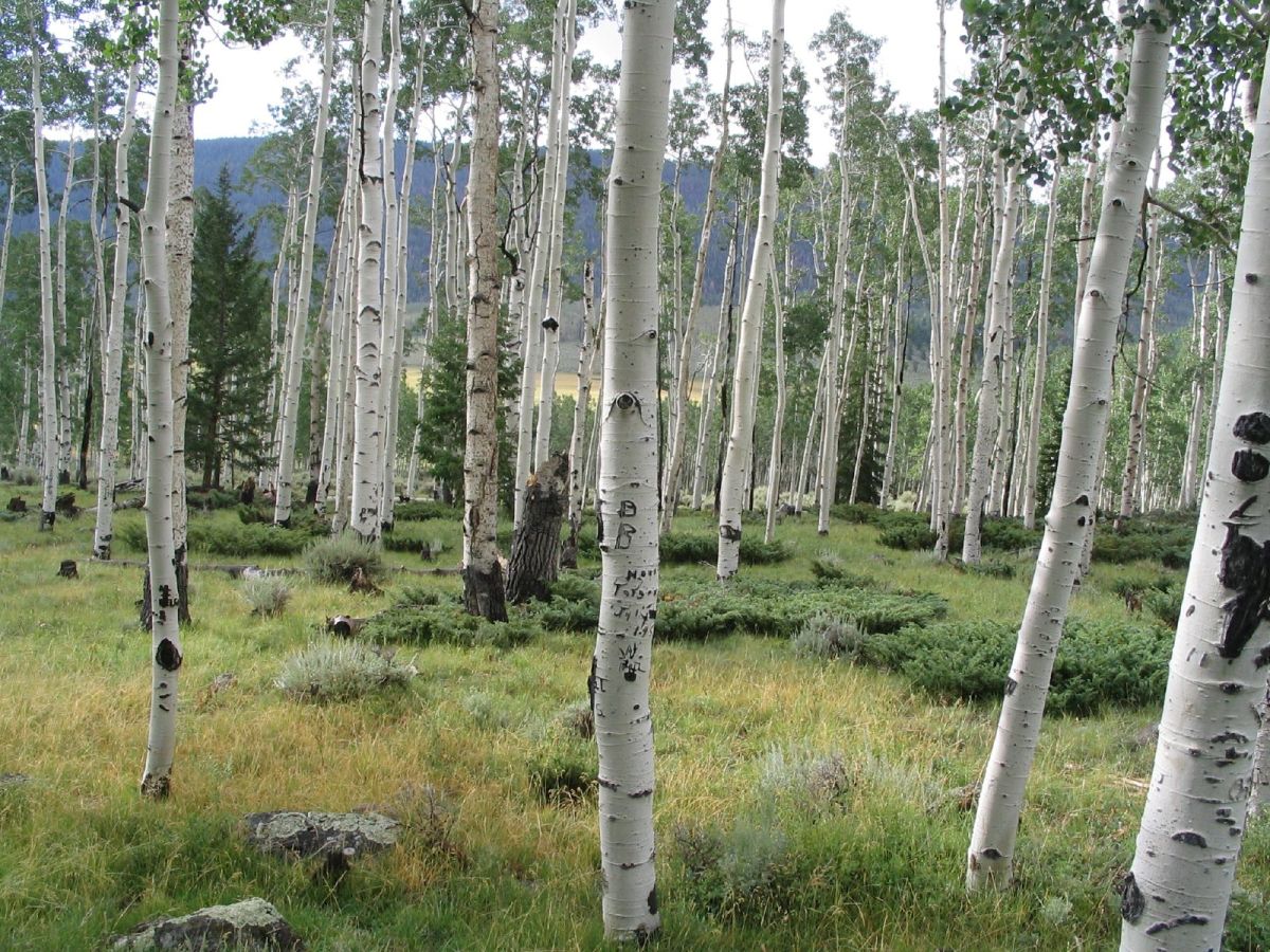 Fish Lake in Southern Utah.  The Pando quaking aspen colony is within a mile of Fish Lake; these trunks may be part of Pando.