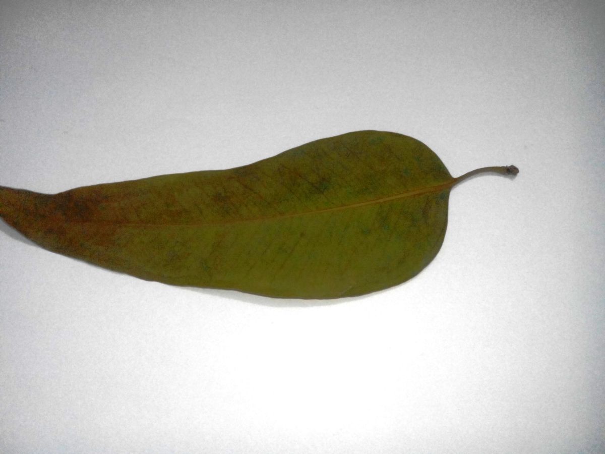 Eucalyptus leaf (source: lex123)
