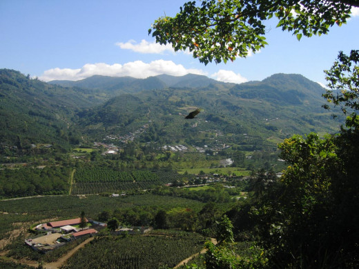 A Costa Rica coffee plantation.