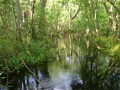 A Morning Spent in Nature at Tampa's Brooker Creek Nature Preserve