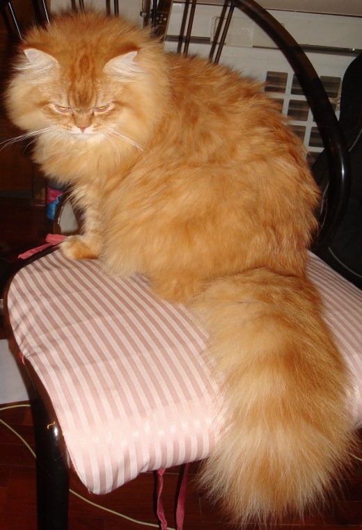 After Interferon injections.  He's almost full grown, but still not neutered.  But free of ringworm!