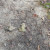 This little guy was just hanging out in the middle of the path. When we walked back, a mountain biker had run him over. Be careful of the wildlife! This little guy was just hanging out in the middle of the path. When we walked back, a mountain biker had run him over. Be careful of the wildlife!