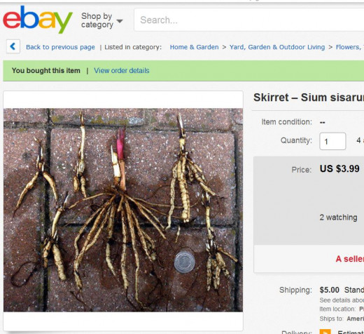 Found someone in Europe selling skirret seeds on eBay.