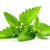 Nepetalactone, the compound that gives catnip its effect, is found in microscopic bulbs that coat the herb's leaves and stems. When these fragile bulbs are ruptured, they release nepetalactone into the air. Nepetalactone, the compound that gives catnip its effect, is found in microscopic bulbs that coat the herb's leaves and stems. When these fragile bulbs are ruptured, they release nepetalactone into the air.
