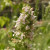 Catnip is an aromatic flowering herb in the mint family. Close herbal cousins include peppermint, oregano and basil Catnip is an aromatic flowering herb in the mint family. Close herbal cousins include peppermint, oregano and basil