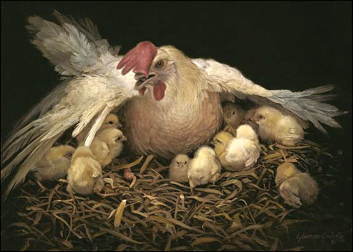 Christ saying He will gather us as a chicken gathers her chicks under her wings is one of my favorite images in the bible.  Not only is the image beautiful, but it showed that Christ knew the people He was talking to and that He cares about them. 