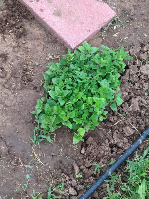 Oregano 