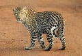 12 Differences Between Leopards and Cheetahs