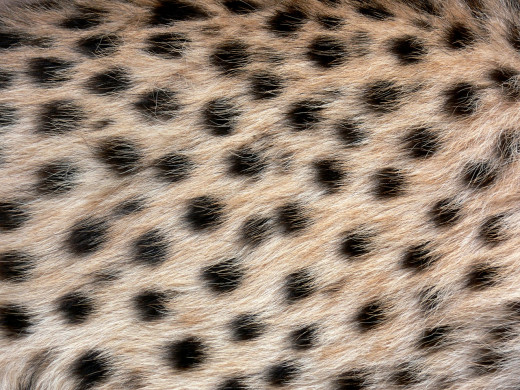  Cheetah's spots