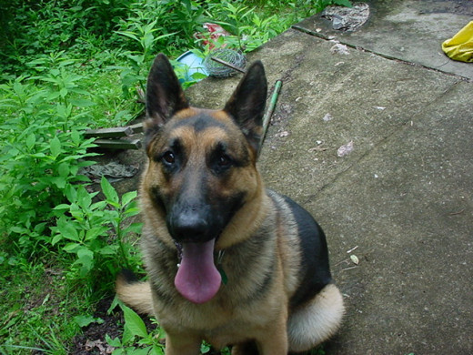 Buster The Protector
