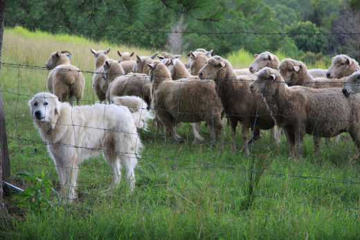Working dogs tend to be prey driven, therfore easier to train and more reliable performers.