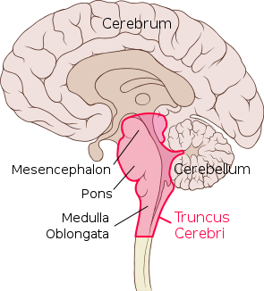 "Brain sagittal section stem highlighted" by Patrick J. Lynch, variation by User:Hk kng - derivative of File:Brain human sagittal section.svg by Patrick J. Lynch, medical illustrator. 