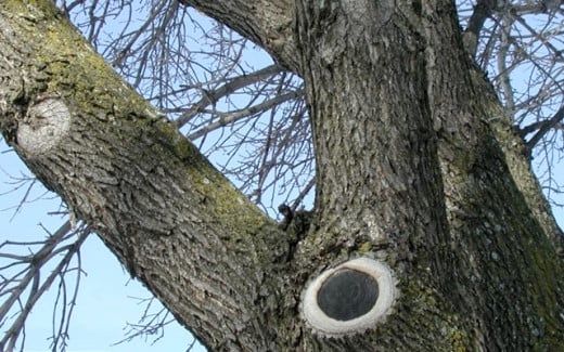 Better Tree Pruning Guide Learn How Trees Heal By Sealing Off Cuts   12488022 F520 