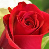 Frishta Noory profile image