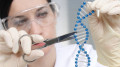 The Adverse Effects of Genetic Engineering