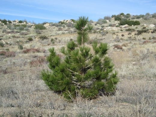 A little pine tree.