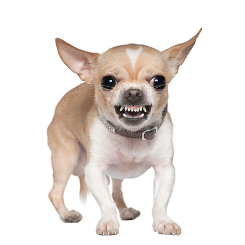 Grrrrrrr, senor!