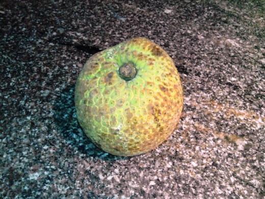 Breadfruit - Kadachakka