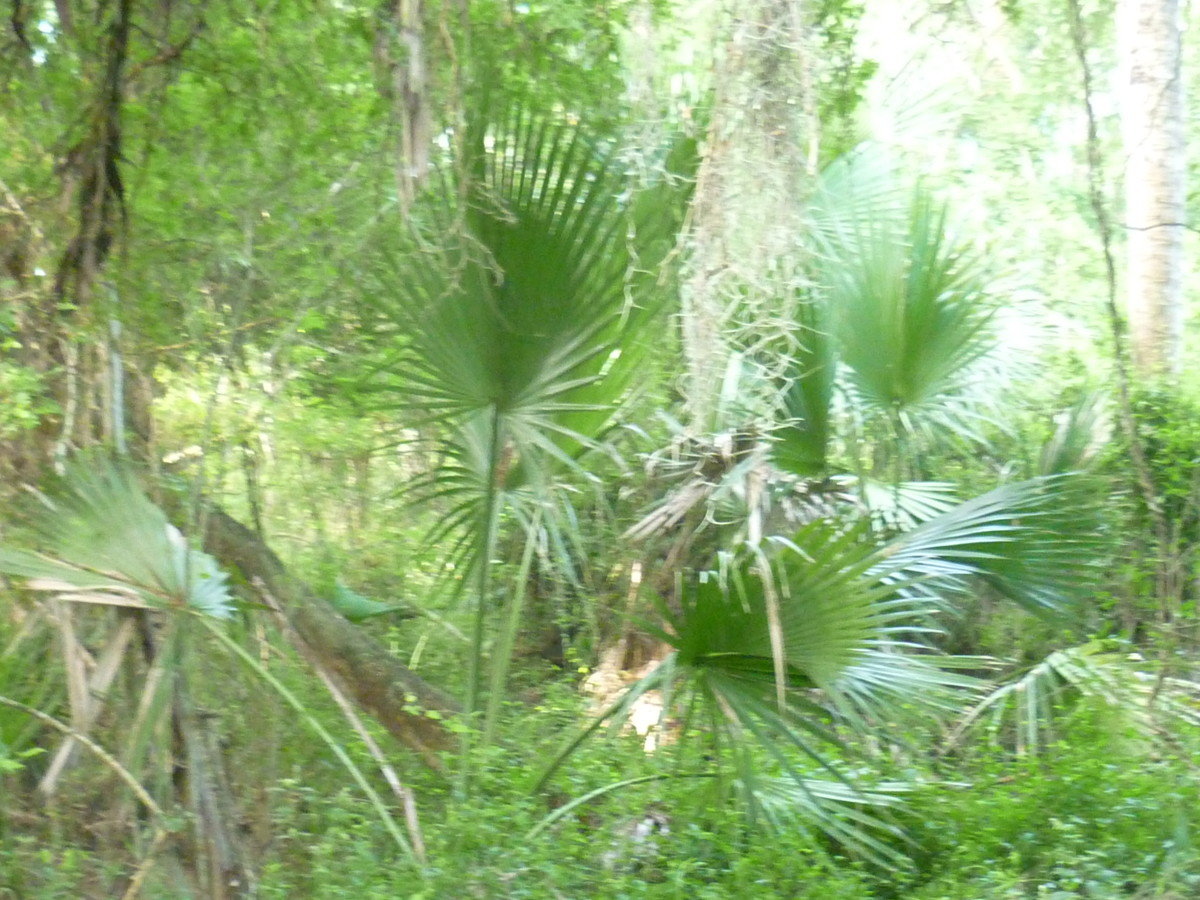Palm Trees of the Rio Grande Valley | HubPages