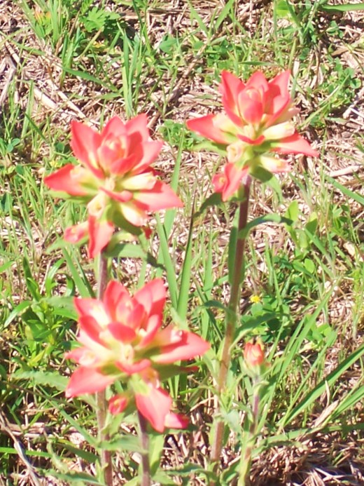 Indian Paintbrushes in my front yard