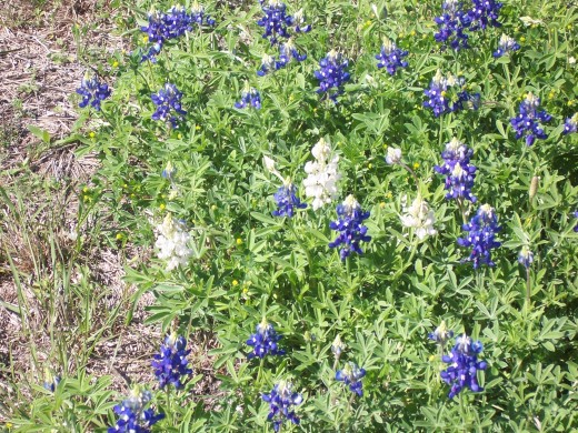 Bluebonnets in my front yard. Notice the white ones. I call them my Albino Bluebonnets.