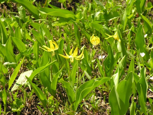 Alpine lilies.