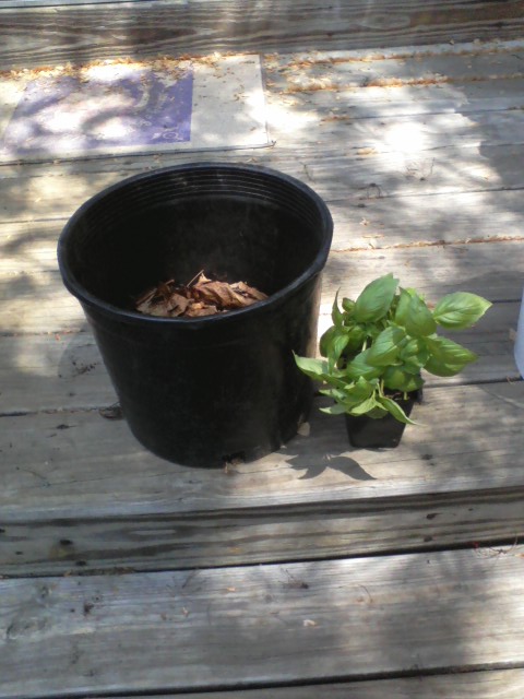 Mismatch. Small plant, big pot. 