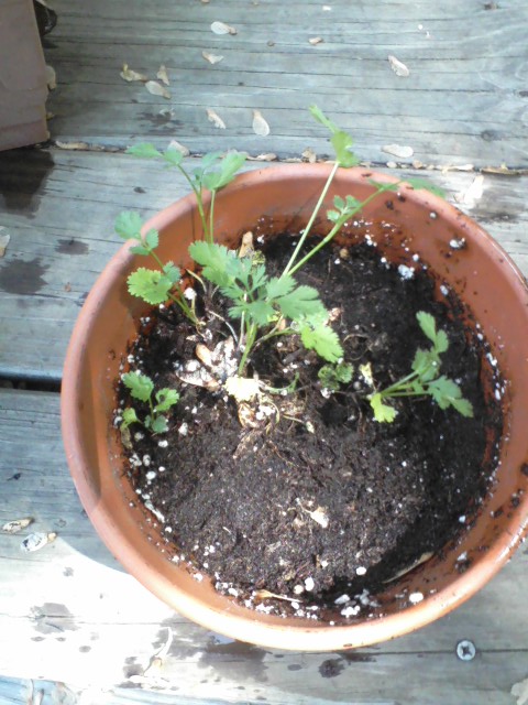 Got most of the maple keys out of this clay pot of cilantro with a gentle rinse.