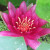 A water lily in full bloom. A water lily in full bloom.