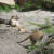A Meerkat resting in the sun. A Meerkat resting in the sun.