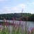 Looking at the lake through wildflowers. Looking at the lake through wildflowers.