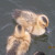 Baby ducks. Baby ducks.